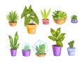 Tropical leaves, succulents, cactuses in florariums and pots. Royalty Free Stock Photo